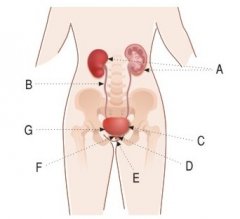 urinary system structure